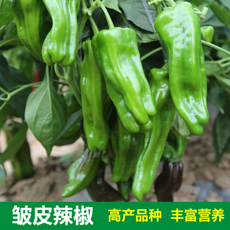 薄皮辣椒种子辣椒苗炒肉辣椒种籽春季四季盆栽早熟青椒高产蔬菜孑