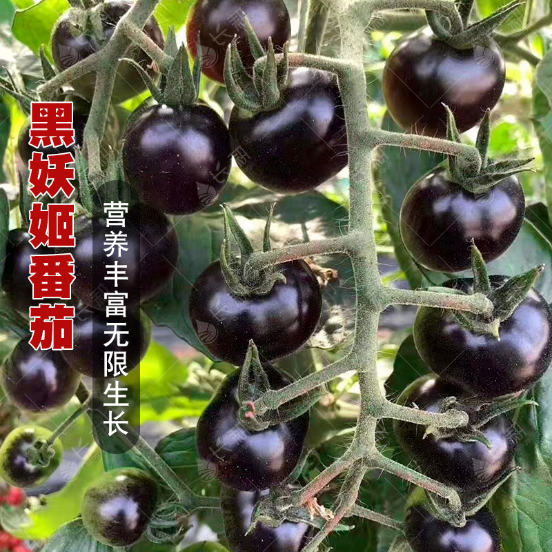 瀑布番茄种子小番茄盆秧苗栽普罗旺斯大粉西红柿矮生番茄种孑大全,淘宝优惠券,粉丝福利购,淘宝优惠卷