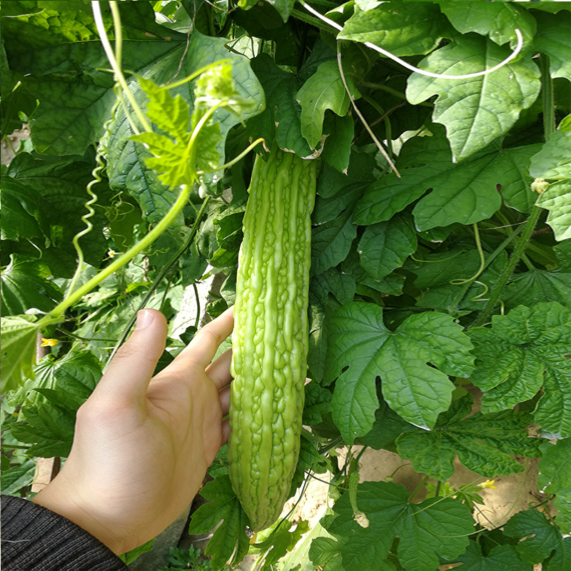 荷兰绿盛翠丰苦瓜种子高产抗病春季夏季蔬菜籽黑籽疙瘩绿苦瓜种籽 - 图1