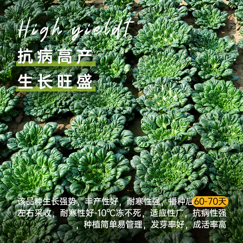 乌塌菜种孑小八叶乌塌菜种籽春秋四季阳台盆栽黑青菜白菜蔬菜种子-图1