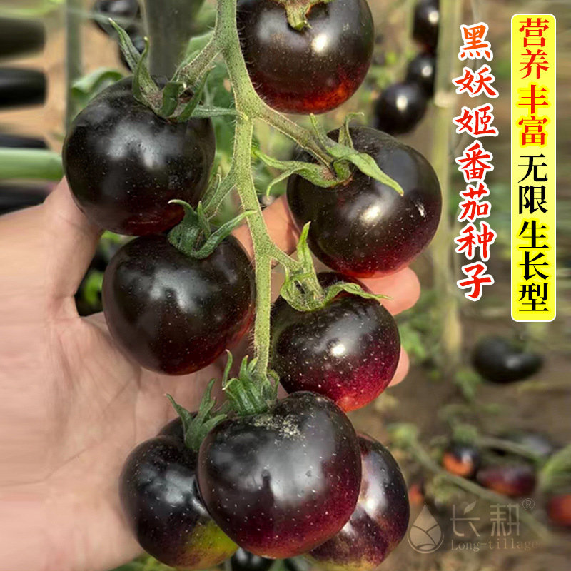 黑妖姬樱桃黑番茄种子水果圣女果西红柿种籽四季阳台盆栽蔬菜种孑,淘宝优惠券,粉丝福利购,淘宝优惠卷
