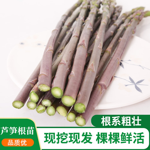 芦笋种籽苗根紫芦笋种植苗大全种子高产盆栽阳台春秋四季蔬菜种孑 - 图2