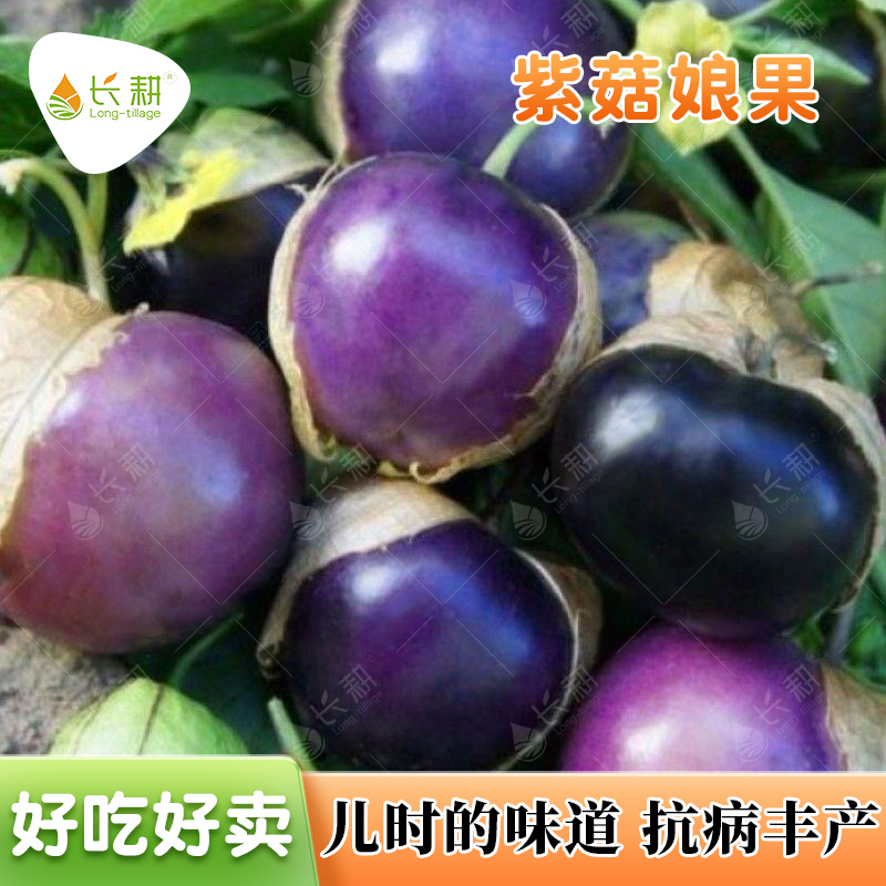 超甜紫菇娘果种子春天东北紫色姑娘果大颗春秋四季水果种孑苗大全 - 图0