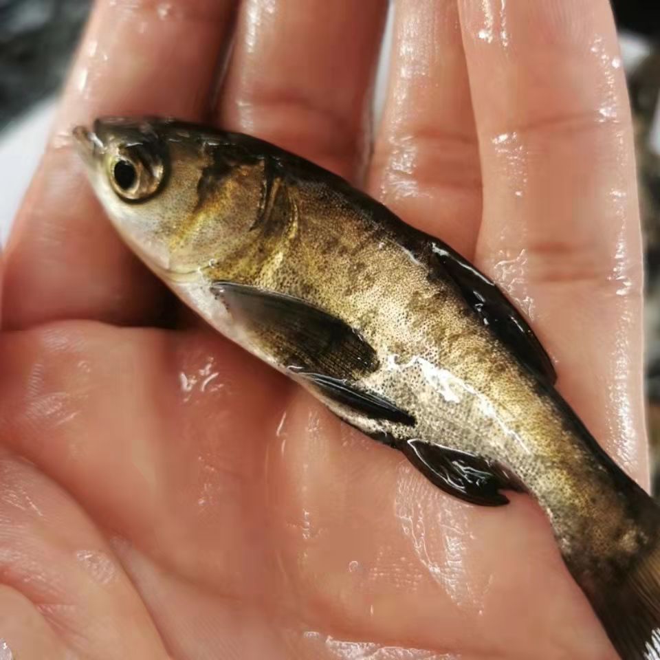 大头鱼苗胖头淡水养殖鳊雄白鲢冷水观赏鱼活体麻鲢鳙鱼苗花鲢鱼苗 - 图1