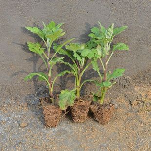 非洲菊花苗盆栽花苗扶郎花小苗四季开花绿植花卉阳台庭院易活种苗 - 图0