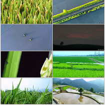 Rice Aerial Photo Planting Harvest Ripening Mature Water Fields Meritocracy Rice Rice Real Pat video material