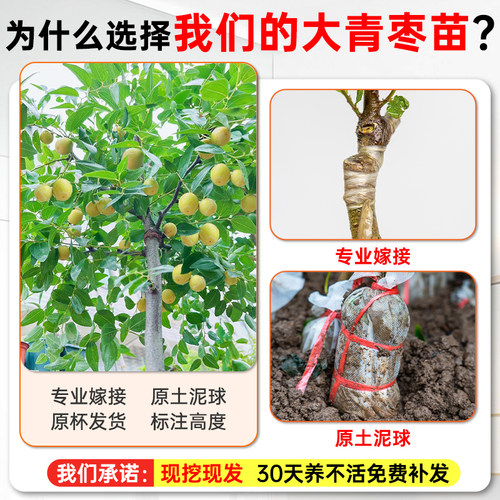 正宗台湾大青枣树苗带土带叶嫁接牛奶大青枣苗盆栽大青枣果树种植 - 图0