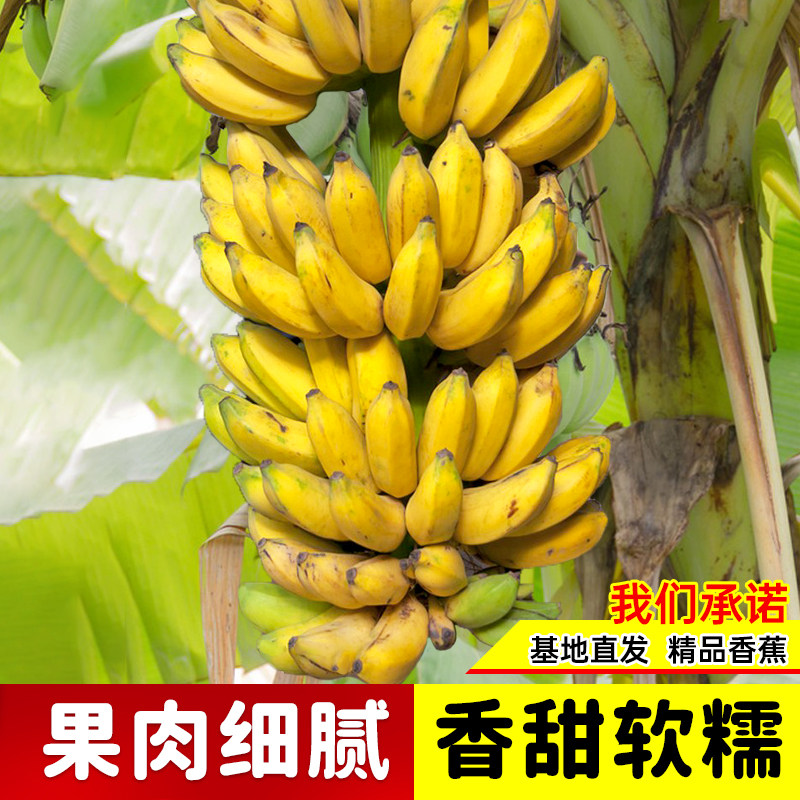 香蕉树苗盆栽地栽芭蕉粉蕉耐寒矮化香蕉苗南方北方四季庭院果树苗