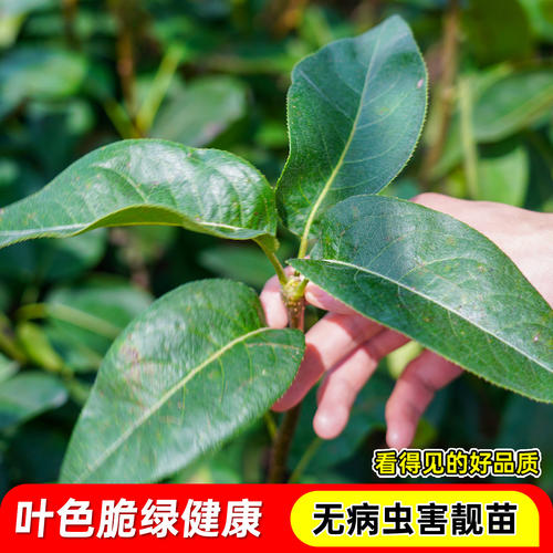 嫁接桂花梨树苗盆栽地栽云南红梨带土带叶甜脆多汁四季可种沙梨苗 - 图2