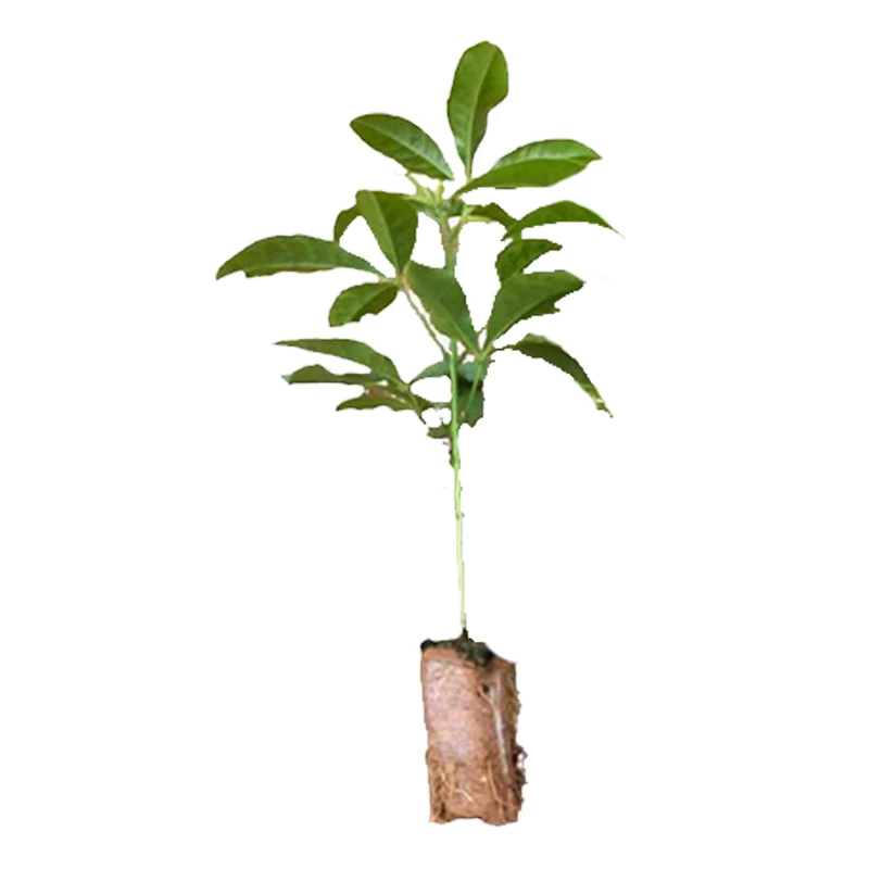 Sanya Ku Xiaohuang Powder Three-branched Gun Chicken Bone Sapling Sanya Ku Leaf Plant