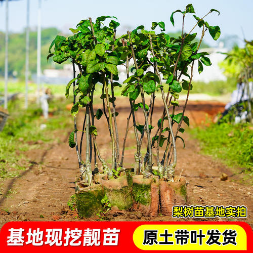 嫁接桂花梨树苗盆栽地栽云南红梨带土带叶甜脆多汁四季可种沙梨苗 - 图3
