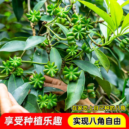 正宗嫁接八角树苗盆栽地栽四季种植带土带叶大红八角苗南北方可种 - 图3