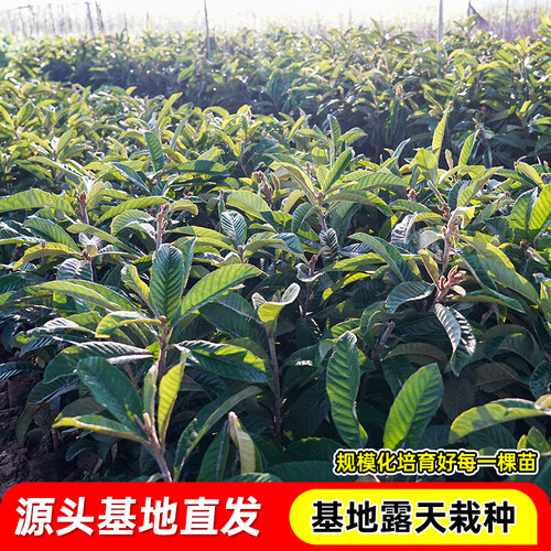 枇杷树苗早钟枇杷无核大五星枇杷嫁接苗盆栽地栽纯甜大果枇杷果树 - 图3
