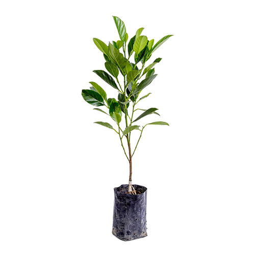 菠萝蜜树树苗嫁接泰国红肉干苞海南四季榴莲蜜木菠萝蜜果树苗庭院 - 图3