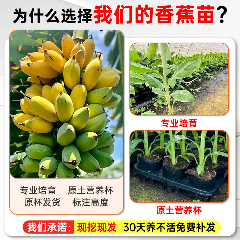 香蕉树苗盆栽地栽芭蕉粉蕉耐寒矮化香蕉苗南方北方四季庭院果树苗