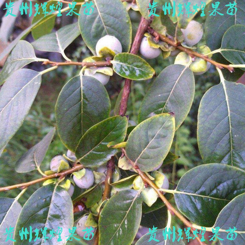 黑枣苗牛奶黑枣无核黑枣树苗软枣树苗君迁子树苗 野黑柿子树包邮