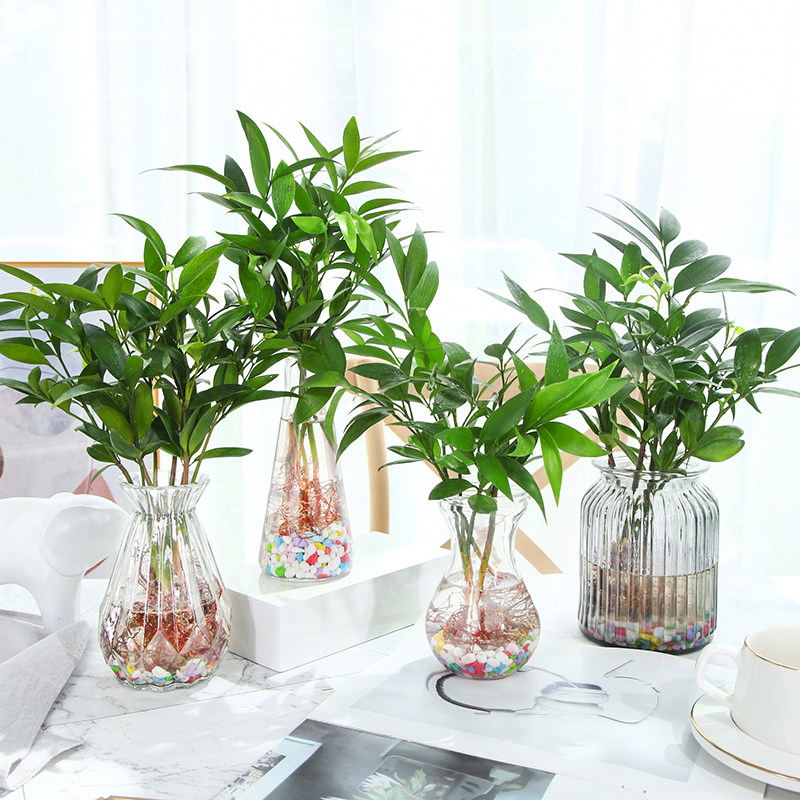 水培新宠竹富贵竹水养植物竹柏室内客厅绿植花卉盆栽四季常青