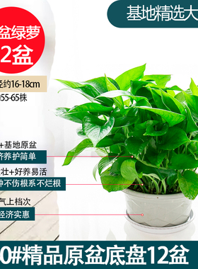 新房家用除甲醛绿萝盆栽花卉水培绿箩植物室内吸甲醛绿植好养包活