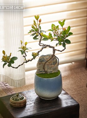 附石春花盆景海岛小叶春花室内客厅茶室好养禅意悬崖临水造型盆栽
