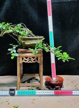 雀梅盆景小叶红芽雀梅悬崖矮霸大树造型微型盆景盆栽绿植一物一拍