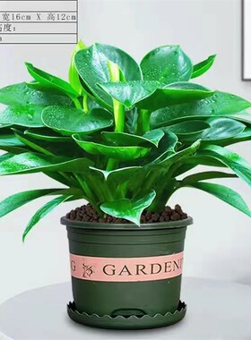 金钻盆栽植物铂金钻绿萝箩水培大叶绿植多肉办公室内懒人好养花卉