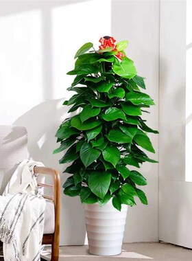 深圳大叶绿萝柱净化空气新房除甲醛绿植盆栽室内美观耐阴好养植物