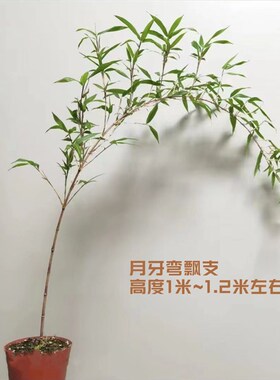 小叶簕竹室内盆栽飘支紫寒竹盆景庭院桌面绿植微盆景竹苗观赏竹