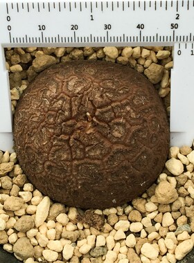 精品南非龟甲龙冬型块根多肉植物一物一拍带盆土送简易爬藤架包邮