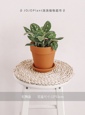 浇浇植物大叶银斑葛小叶绿萝盆栽水培养室内长藤垂吊绿植物吸甲醛