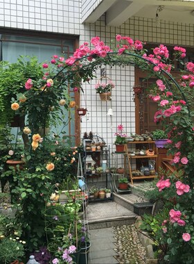 简易铁线莲植物葡萄拱门爬藤架蔷薇月季园艺拱形攀爬花架支架铁艺