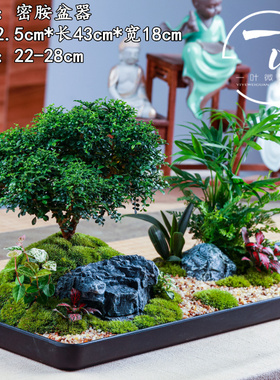 达摩小叶九里香微景观室内办公室绿植物盆栽四季常青意境中式盆景