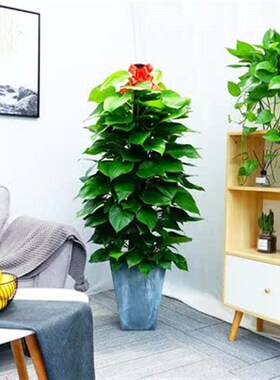 大型绿萝盆栽武汉室内好养植物客厅办公室吸甲醛绿植大叶绿萝常青