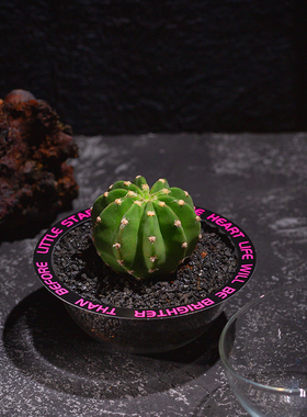 【流浪星球】仙人掌多肉绿植微景观室办公室桌面小盆栽创意礼盒