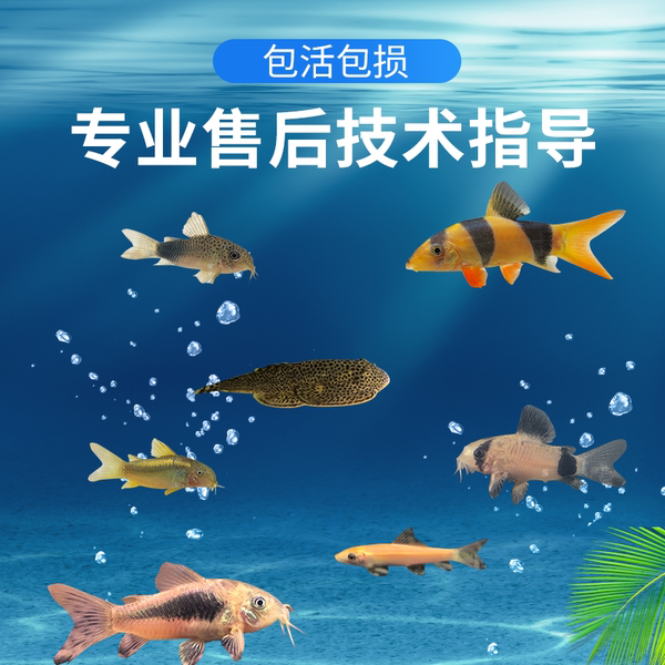 老鼠鱼清道夫底栖清洁工具鱼小型观赏鱼活体金苔鼠除藻吃垃圾青苔-牌子网
