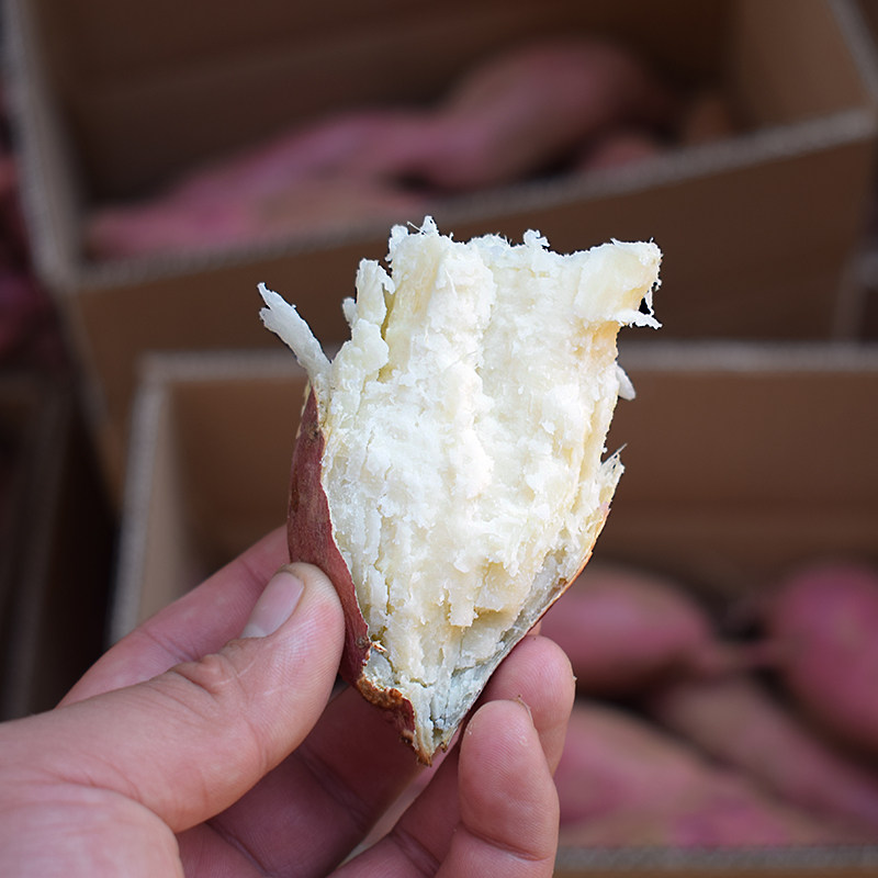 白心新鲜农家自种老品种5斤白薯 豫唐百味番薯