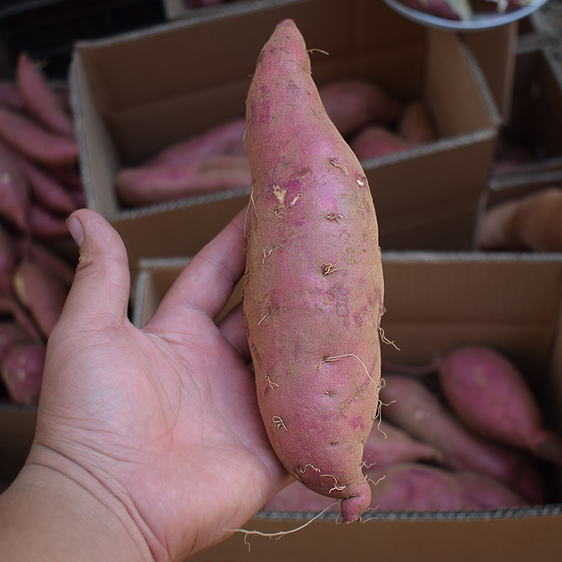 白心新鲜农家自种老品种5斤白薯 豫唐百味番薯