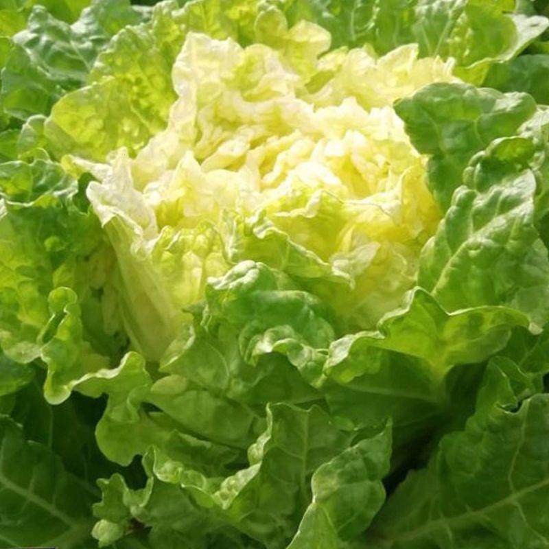 菊花心黄心大白菜种子早熟北京小杂56天超甜鸡蛋黄大白菜蔬菜种籽