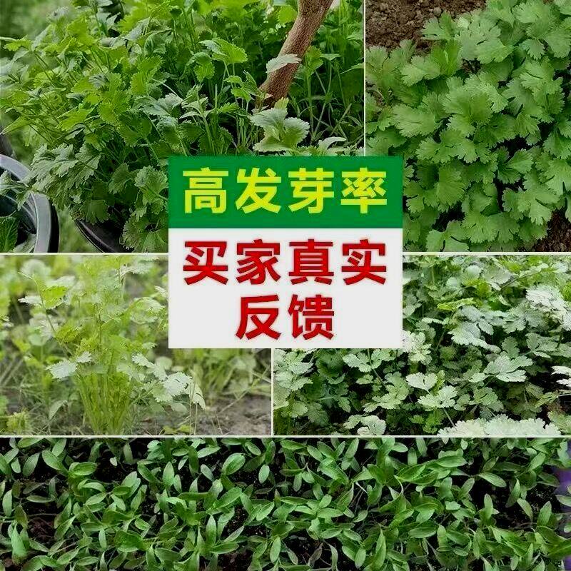 四季小香菜种子阳台室内花卉盆栽庭院蔬菜种子四季种植香菜籽种子