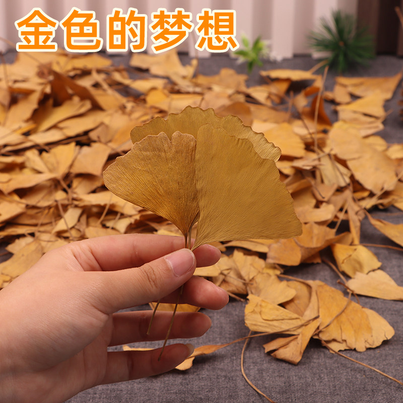 银杏树叶落叶标本秋天树叶真枯叶装饰秋收落叶贴画干树叶手工叶子
