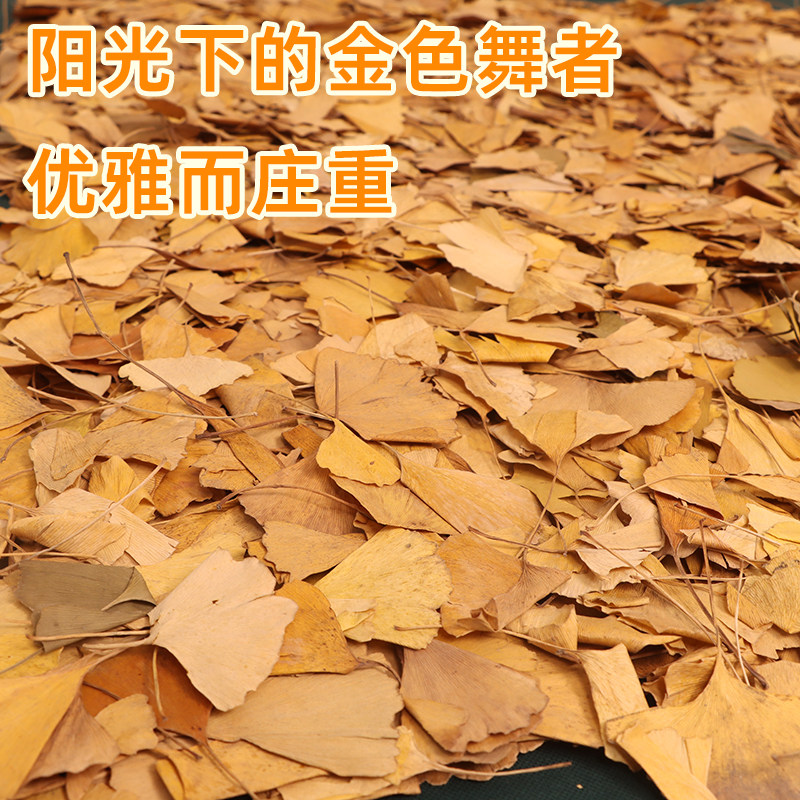 银杏树叶落叶标本秋天树叶真枯叶装饰秋收落叶贴画干树叶手工叶子