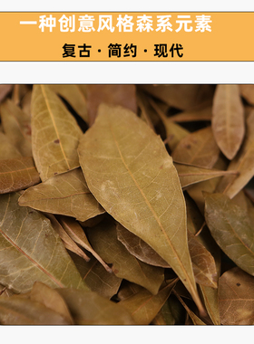 杨梅树叶植物拼贴画标本幼儿园diy 枯叶天然树叶干花拍摄道具背景