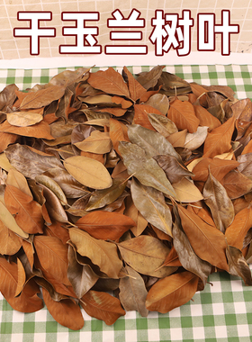 玉兰叶铺地橱窗铺设景观创意森系
