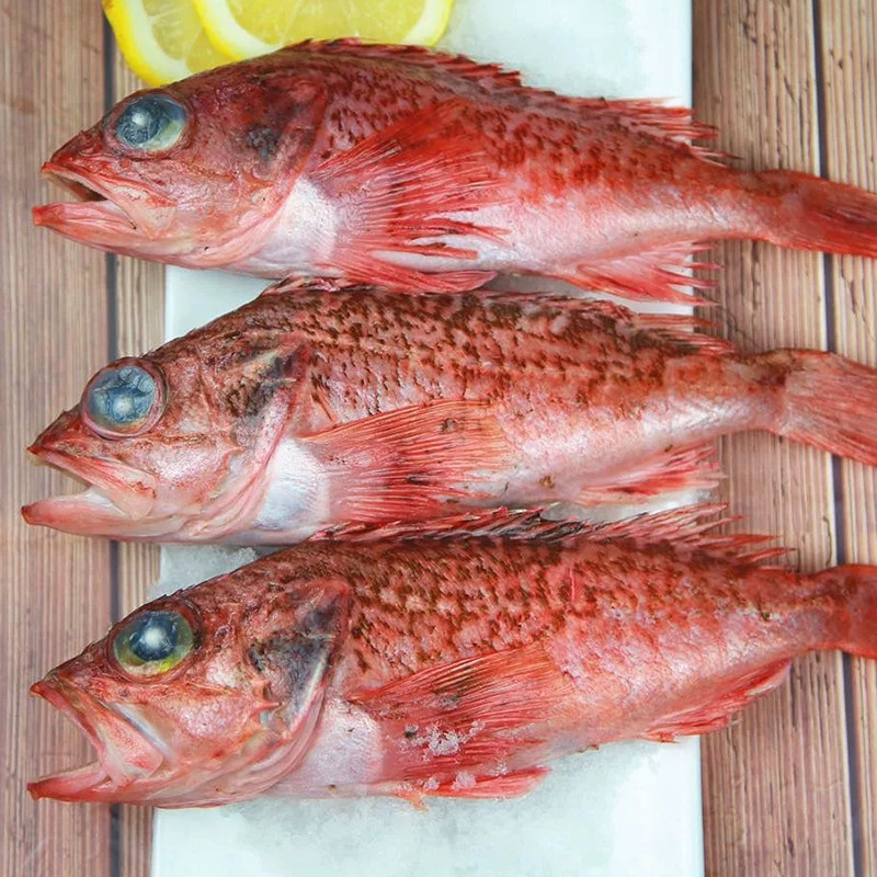 虎头鱼新鲜老虎鱼石九公鱼海捕虎头斑鱼红石斑鱼鲜活冷冻海鲜水产,淘宝优惠券,粉丝福利购,淘宝优惠卷