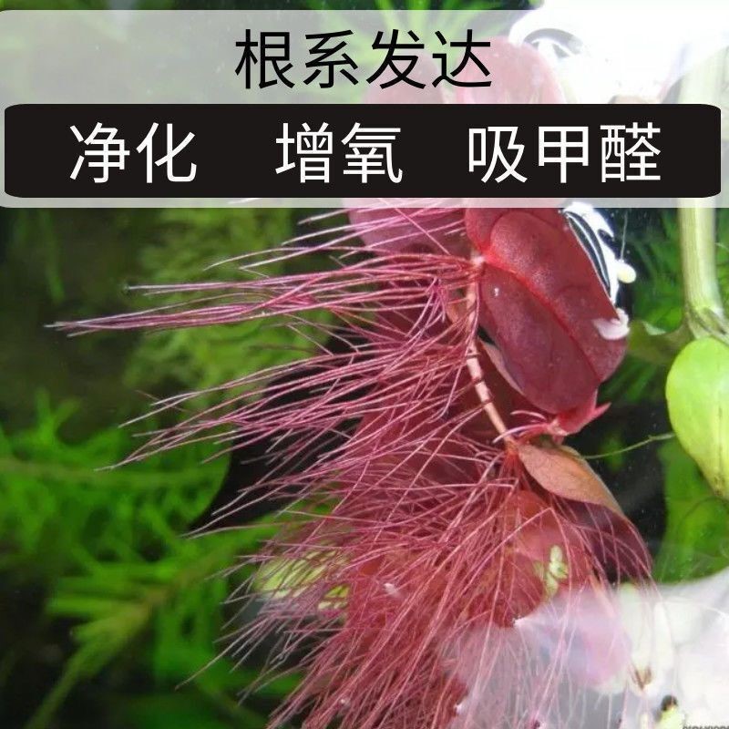 浮萍水草水芙蓉造景庭院鱼池水生植物净化水质和鱼共养狐尾草养龟 - 图0