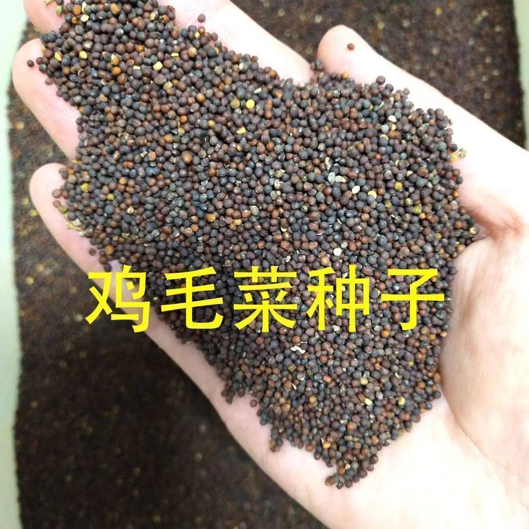 速生鸡毛菜种子小油菜小白菜生长快易种植盆栽阳台庭院耐热抗寒,淘宝优惠券,粉丝福利购,淘宝优惠卷