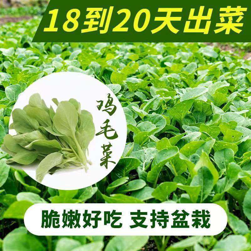 速生鸡毛菜种子小油菜小白菜生长快易种植盆栽阳台庭院耐热抗寒,淘宝优惠券,粉丝福利购,淘宝优惠卷
