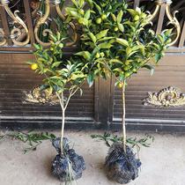 Four Seasons Golden Tangerine Sapling Potted Plant With Fruit Edible Plant Indoor Floral Terrace Ornamental Little Orange Green Good To Feed