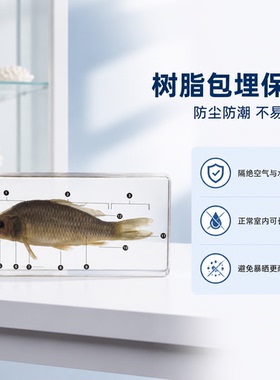 教学树脂蝴蝶标本儿童礼物