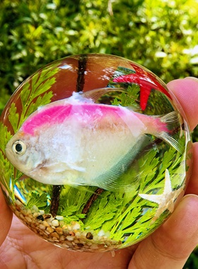 真实昆虫动物标本琥珀半球桌面摆件立体居家客厅台饰蜘蛛蝎子