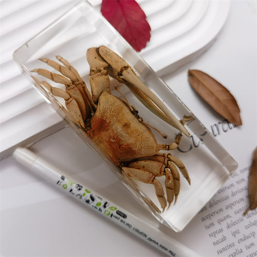 真特大号昆虫琥珀标本室内桌面摆件书镇儿童玩具生日礼物蝎子蜘蛛 - 图0